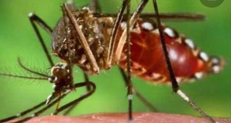 Balochistan reports over 20000 malaria cases in a month