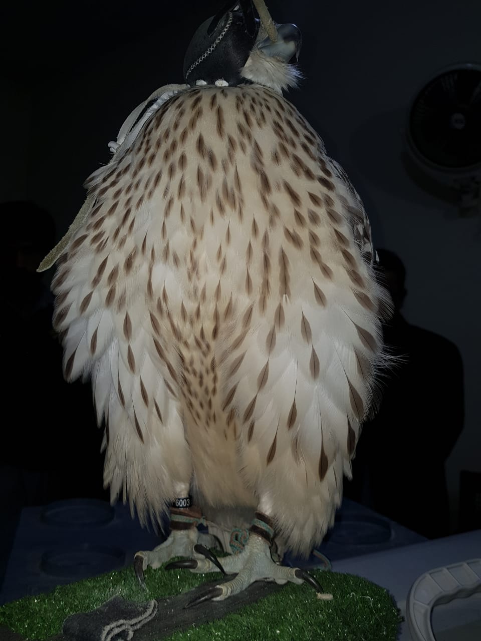 Balochistan Wildlife, forest officials seize falcons