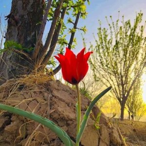 Wild tulips and barren beauty of Balochistan