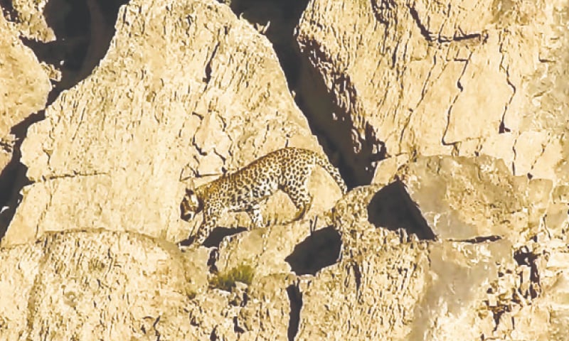 Quetta: Rare leopard pair spotted in Hazaraganji National Park