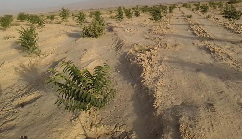 Go green, plant trees in Balochistan 