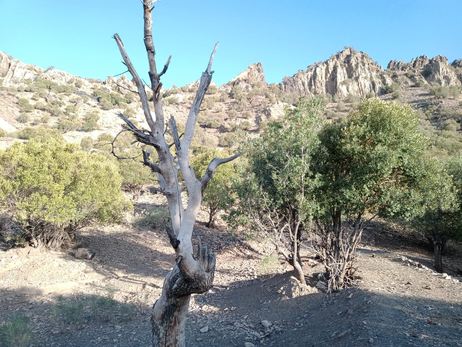 Tribesmen vow to end deforestation in Zhob, Sherani districts