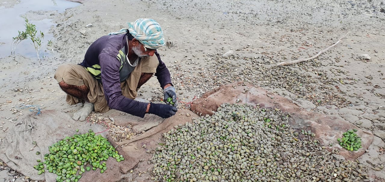 Mangrove Plantation on 100 Hectare in Coastal Areas of Balochistan