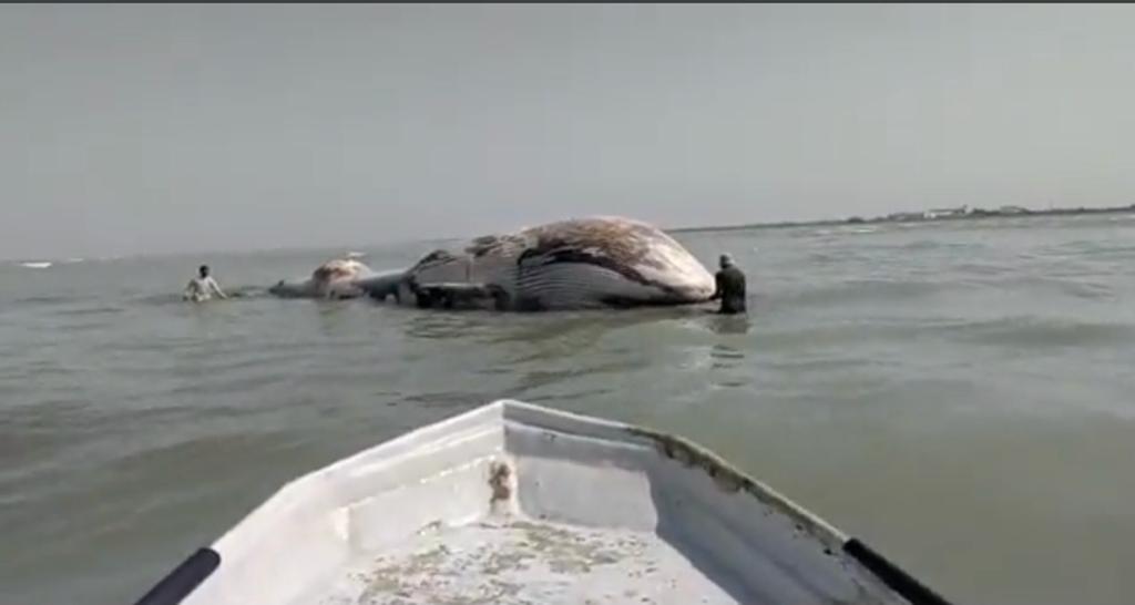 Experts examine dead blue whale in Jewani Gwadar