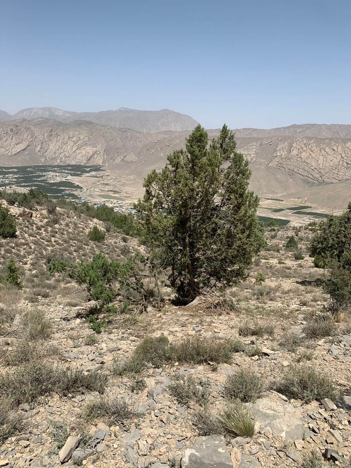 Ziarat’s Ancient Juniper Forest: Pakistan’s Dying Natural Heritage • Quetta Voice Breaking News, English News, Technology, Health